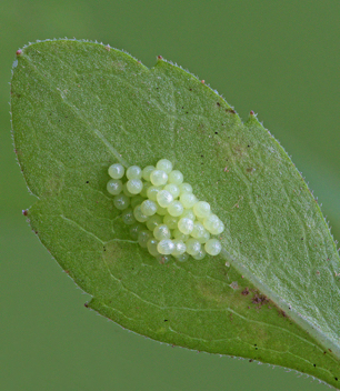 Pearl Crescent eggs